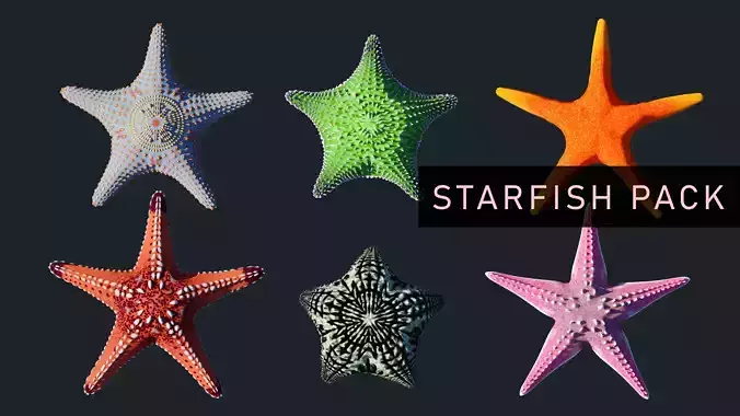 Starfish Variety Pack 3