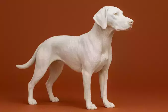 German Shorthaired Pointer