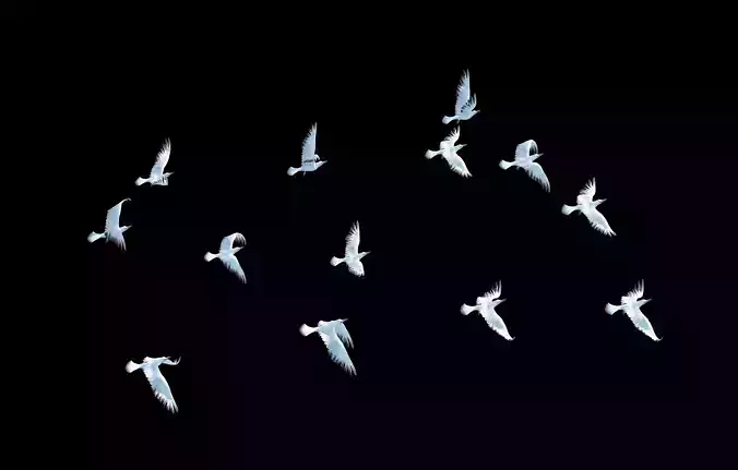Seagull Animated