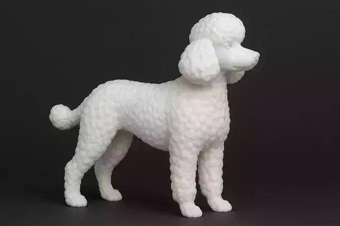 Toy Poodle Dog