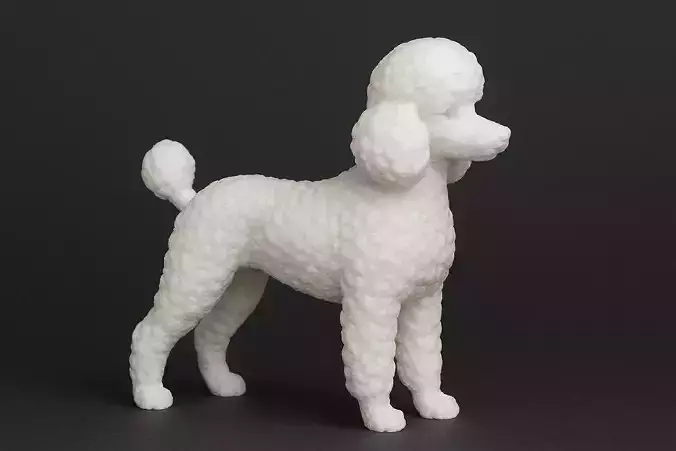 Miniature Poodle Dog