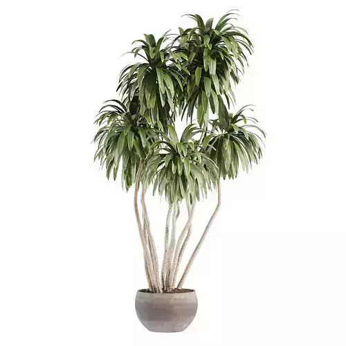 Plants - Shrubs - trees - potted plants