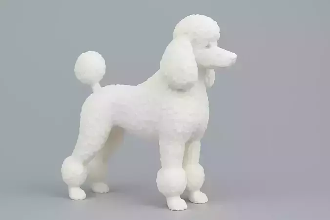 Standard Poodle Dog 