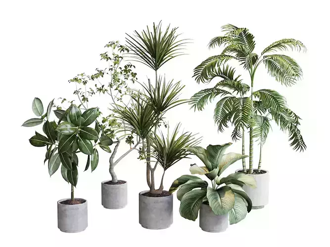 Plants - Shrubs - trees - potted plants