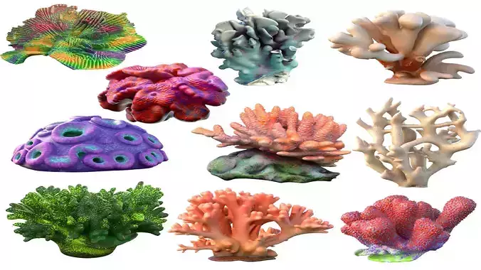 Coral reef collection 11-20  