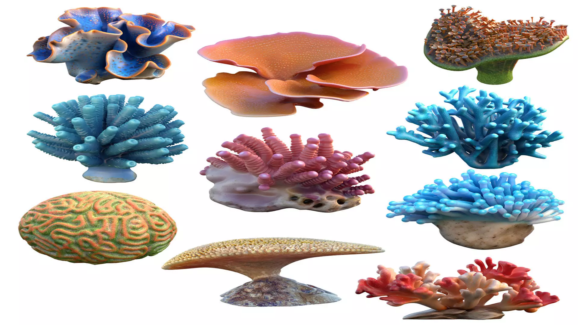 Coral collection 21-30 Low-poly 3D model