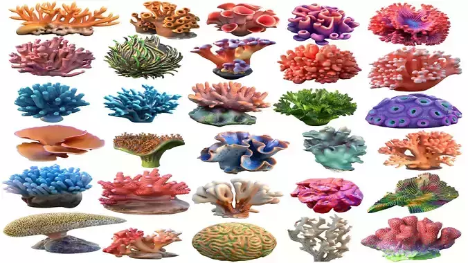 Coral reef collection 1-30 