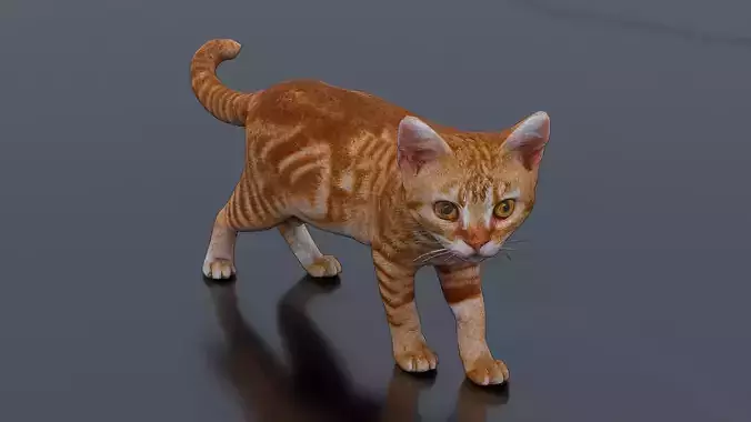 Little Ginger Tabby Cat