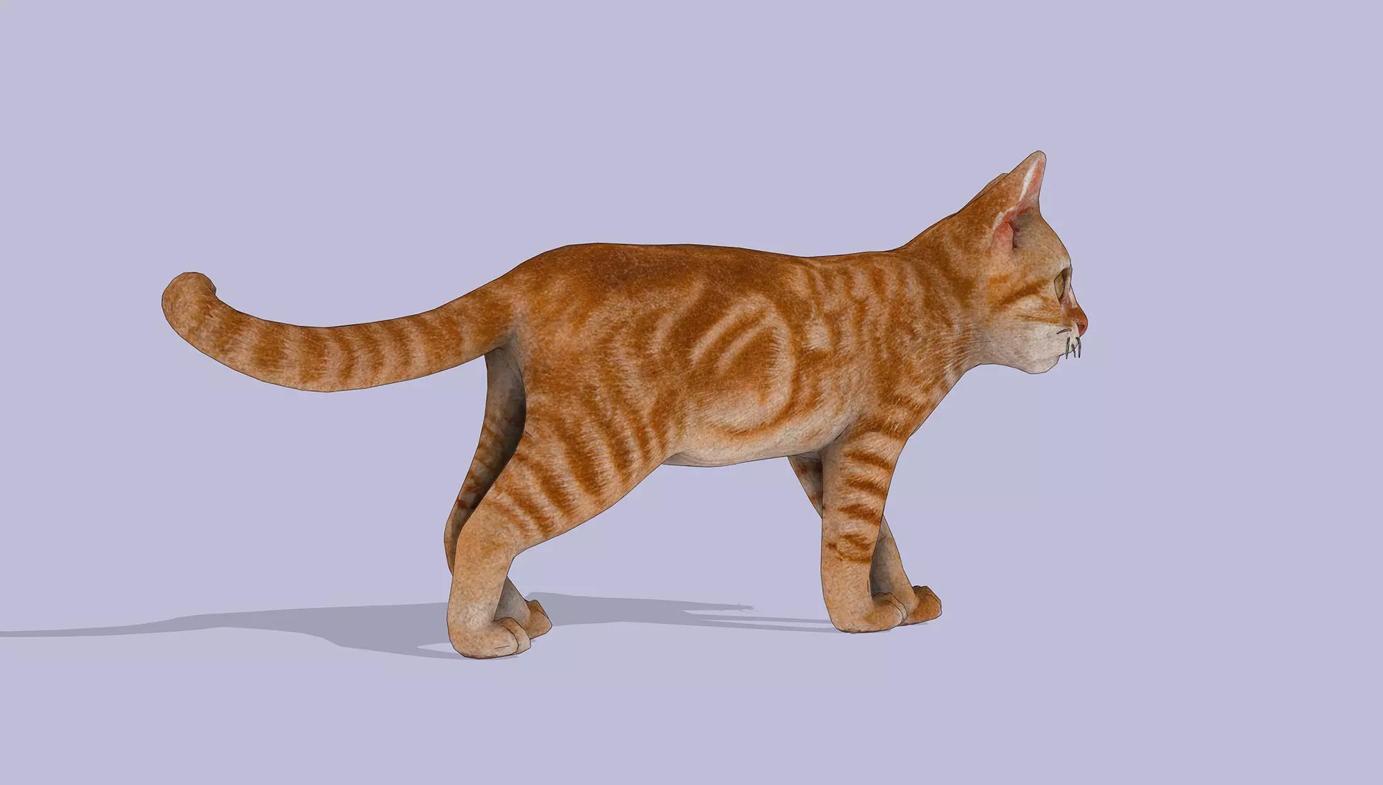 Little Ginger Tabby Cat Low-poly 3D model_7