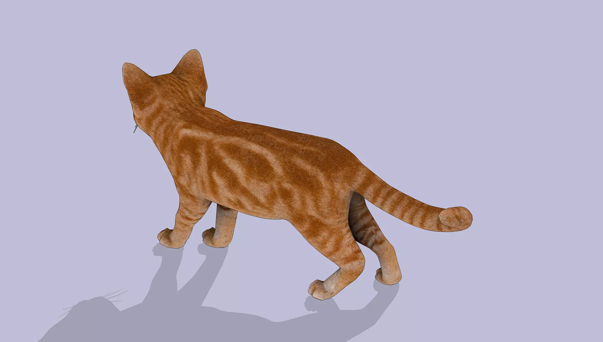 Little Ginger Tabby Cat Low-poly 3D model_6