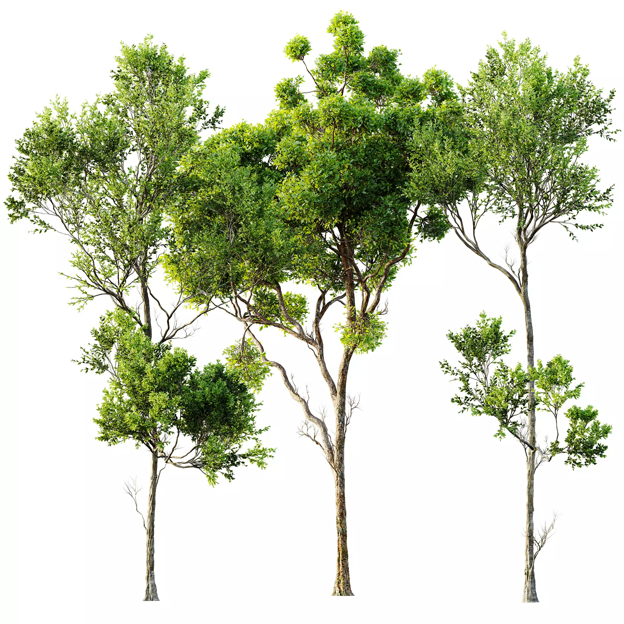 AV 30 unique tree sets with 100 different trees species 3D Model Collection_6