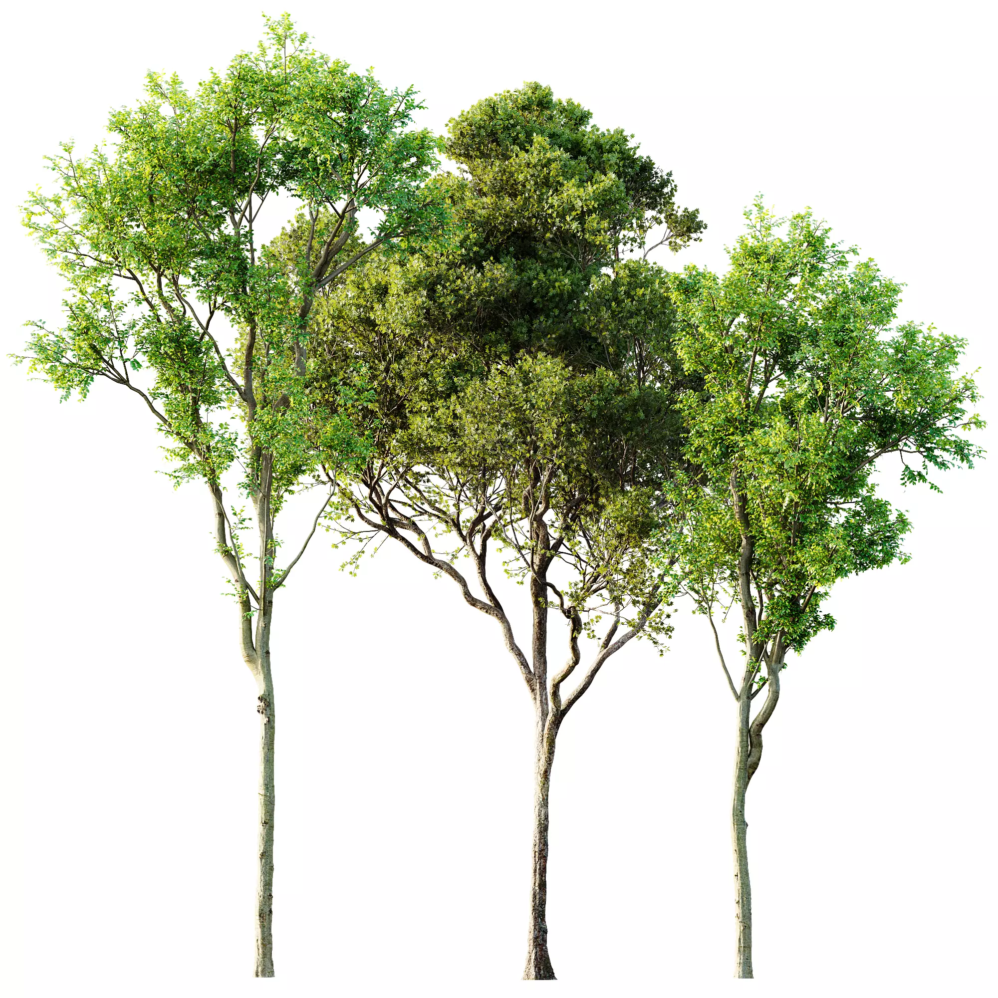 AV 30 unique tree sets with 100 different trees species 3D Model Collection_16