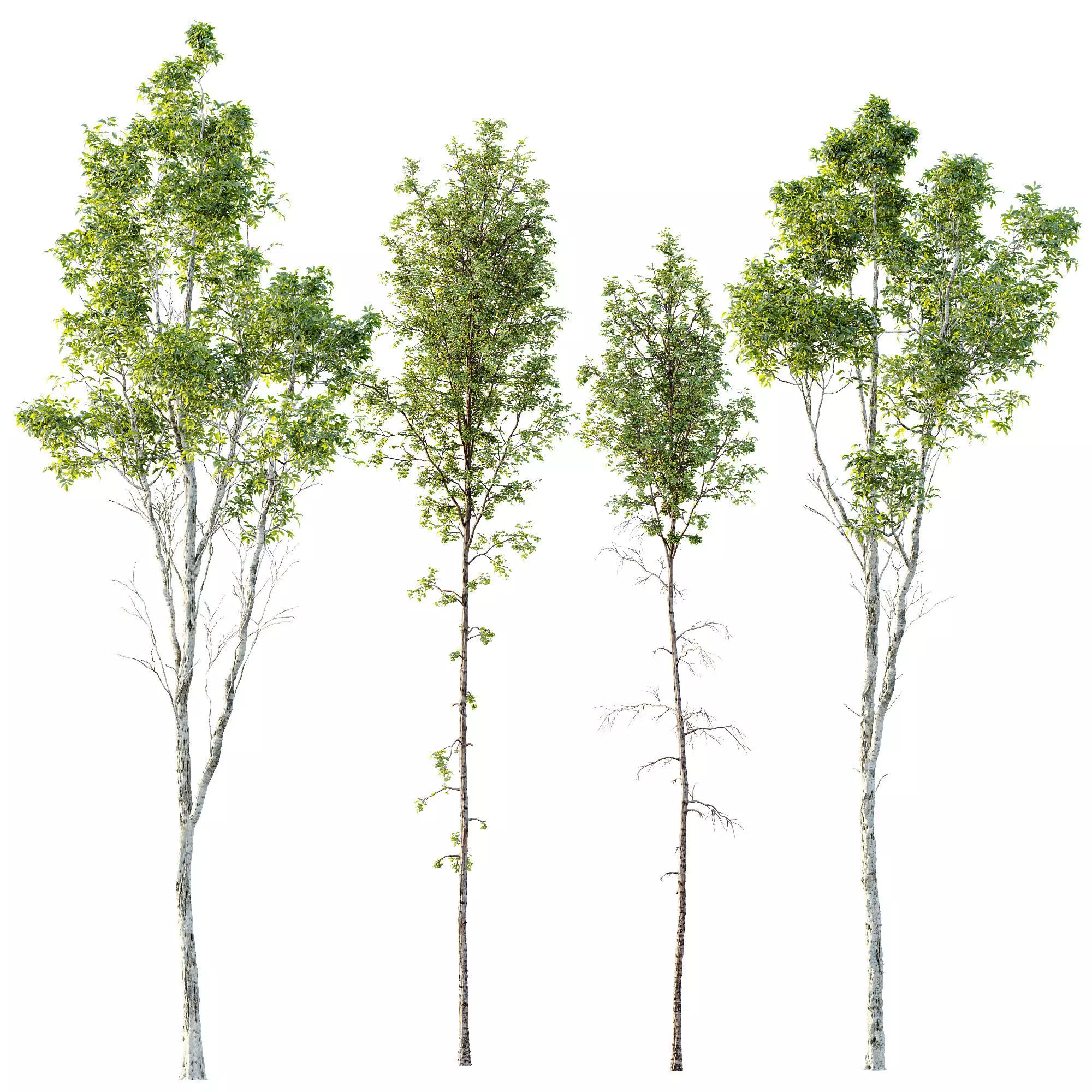 AV 30 unique tree sets with 100 different trees species 3D Model Collection_21