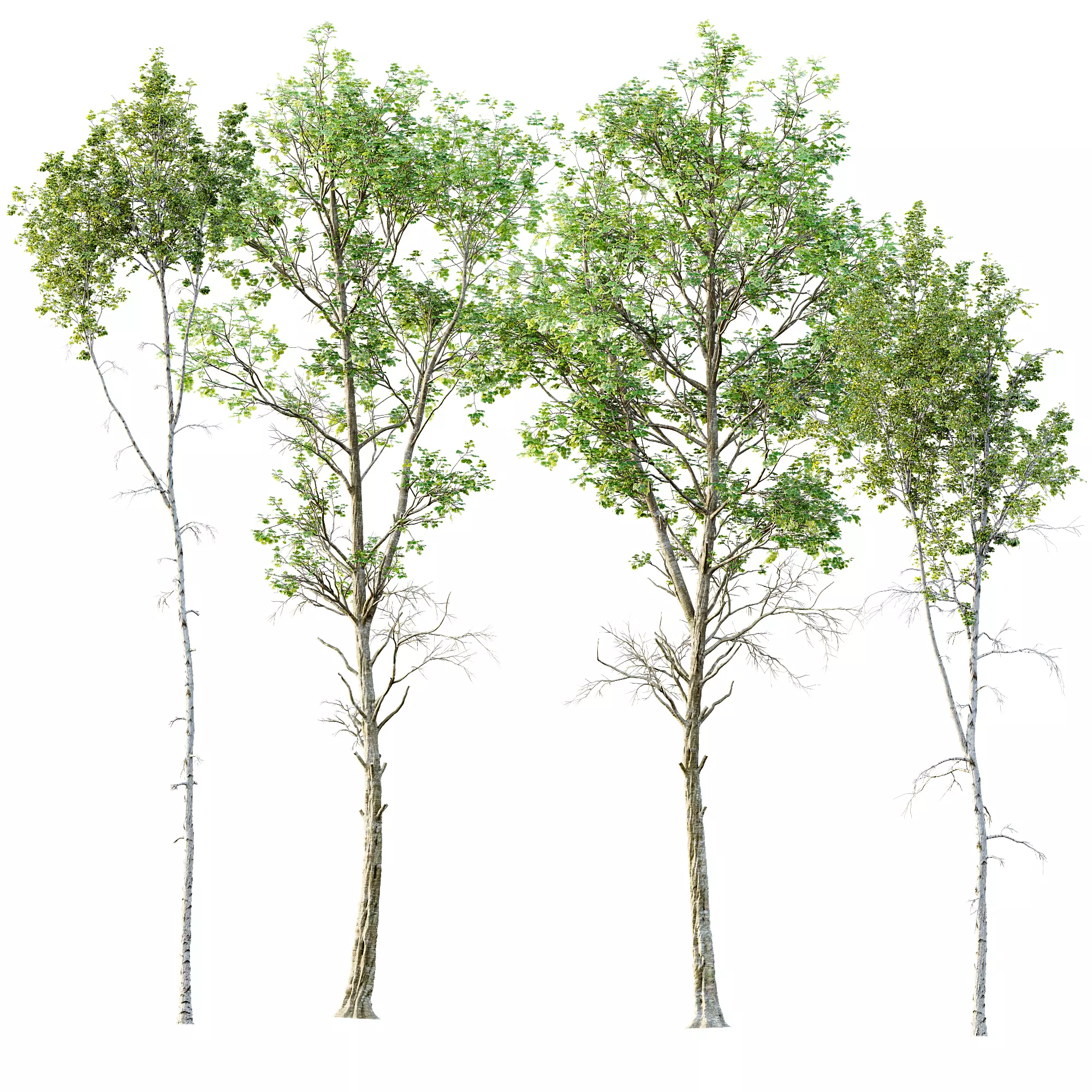 AV 30 unique tree sets with 100 different trees species 3D Model Collection_10