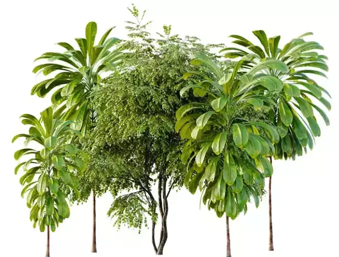 AV 30 unique tree sets with 100 different trees species 3D Model Collection_27