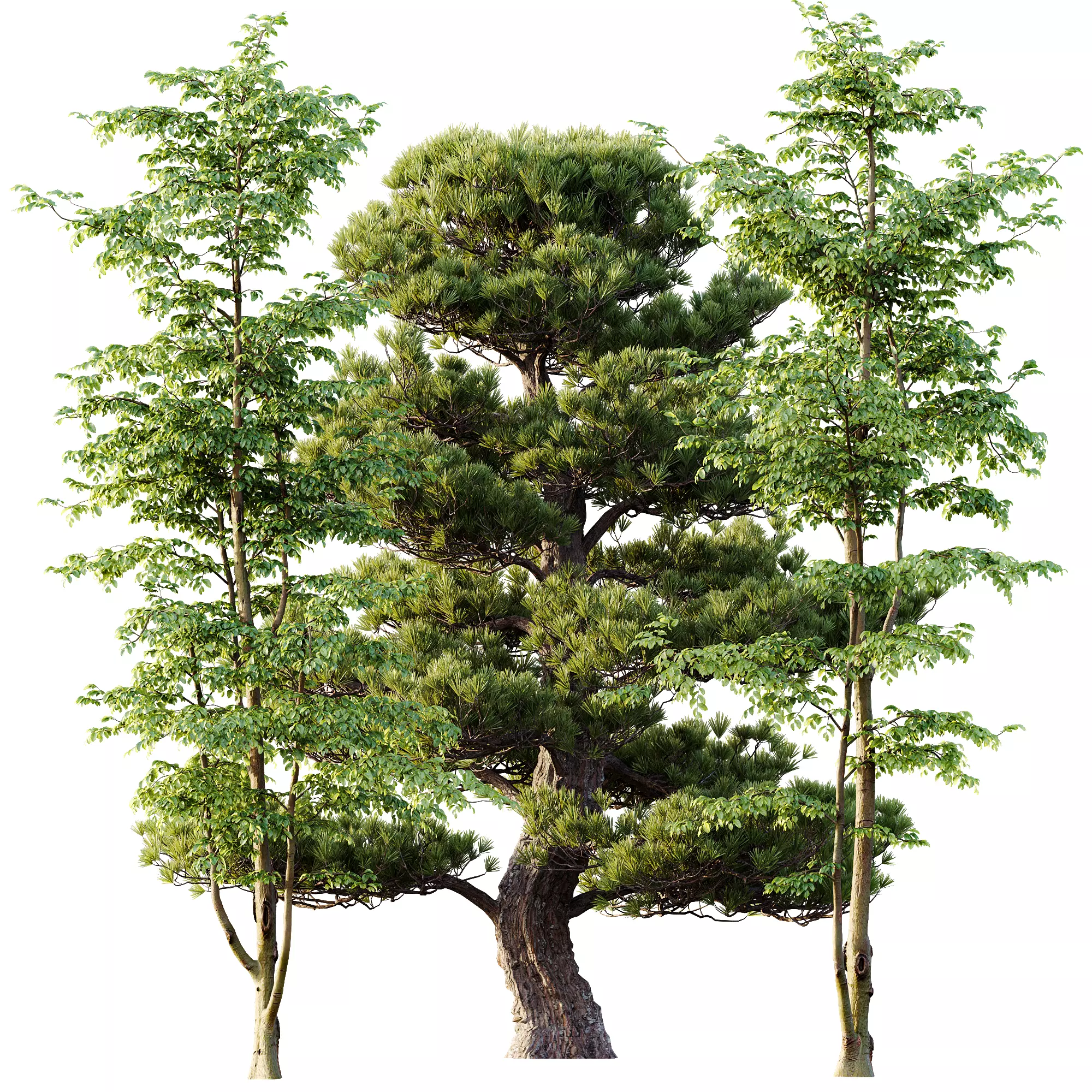 AV 30 unique tree sets with 100 different trees species 3D Model Collection_32