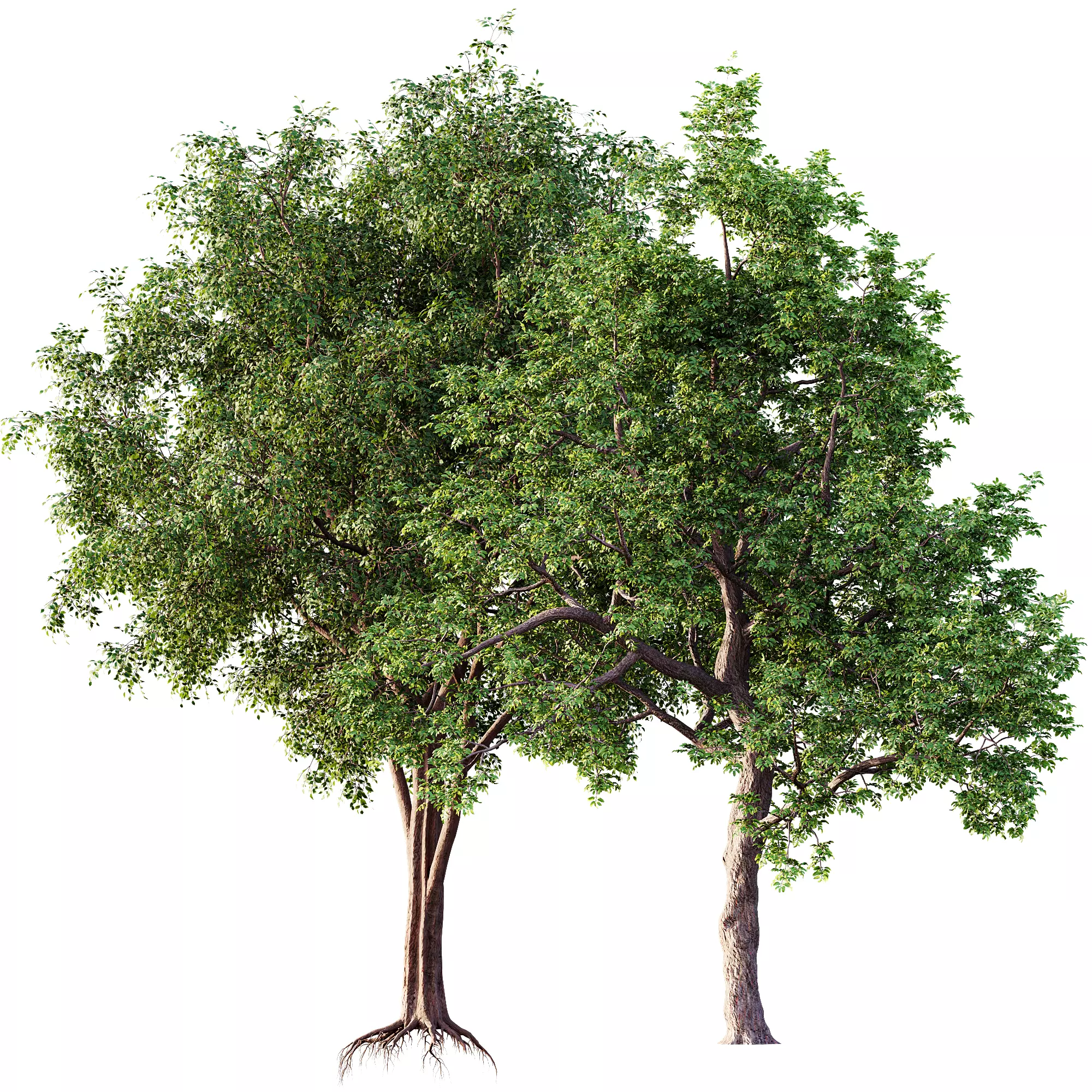 AV 30 unique tree sets with 100 different trees species 3D Model Collection_19