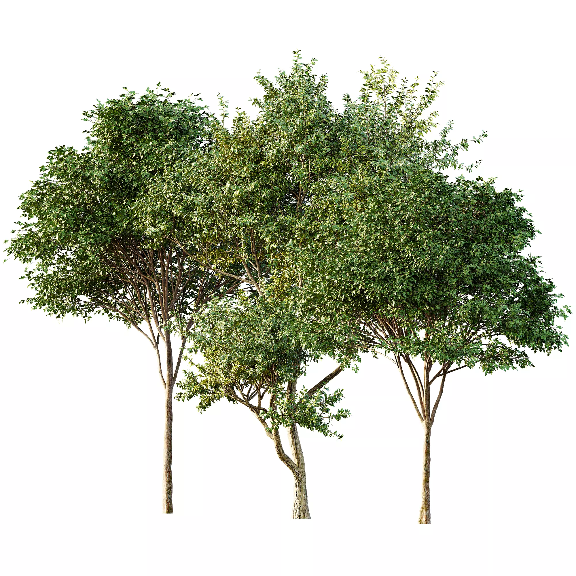 AV 30 unique tree sets with 100 different trees species 3D Model Collection_15