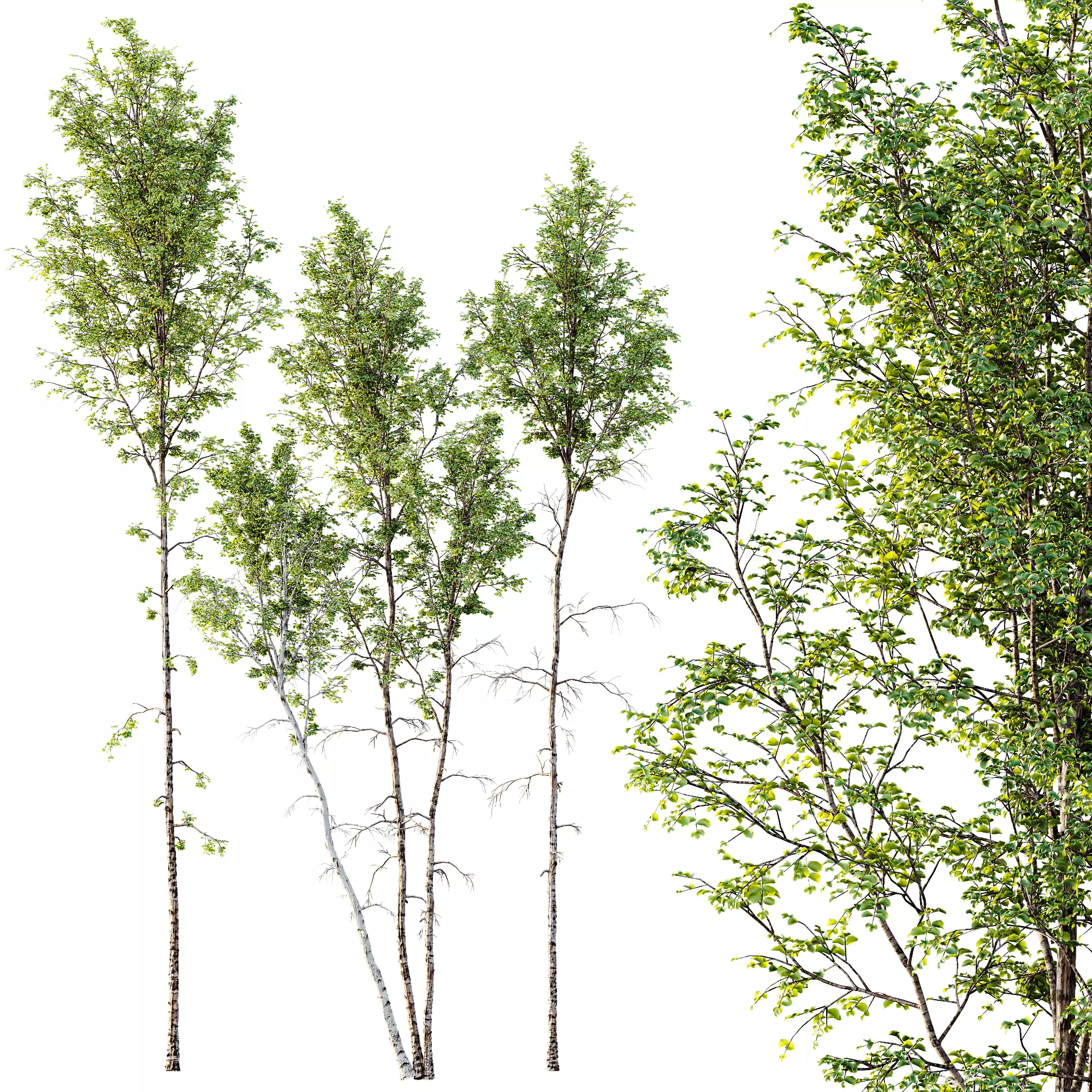 AV 30 unique tree sets with 100 different trees species 3D Model Collection_11