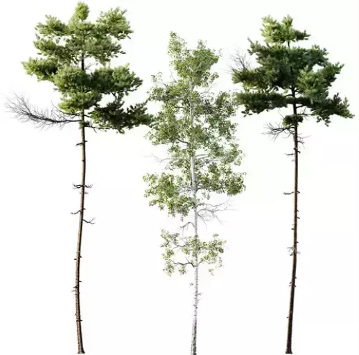AV 30 unique tree sets with 100 different trees species 3D Model Collection_31