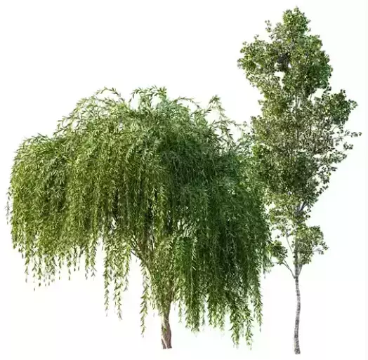 AV 30 unique tree sets with 100 different trees species 3D Model Collection_29