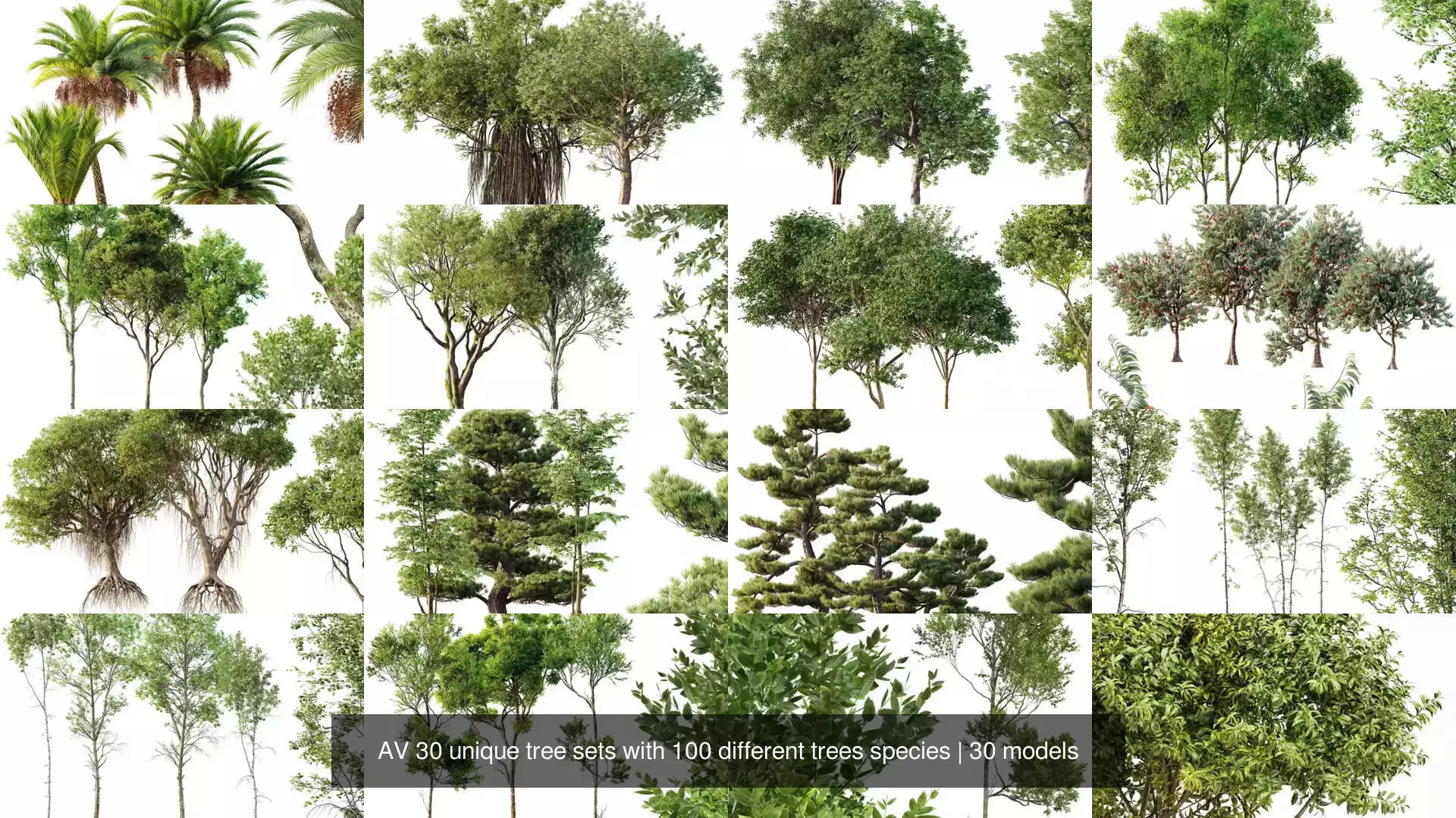 AV 30 unique tree sets with 100 different trees species 3D Model Collection_3