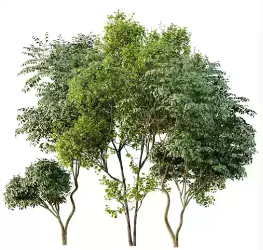 AV 30 unique tree sets with 100 different trees species 3D Model Collection_28