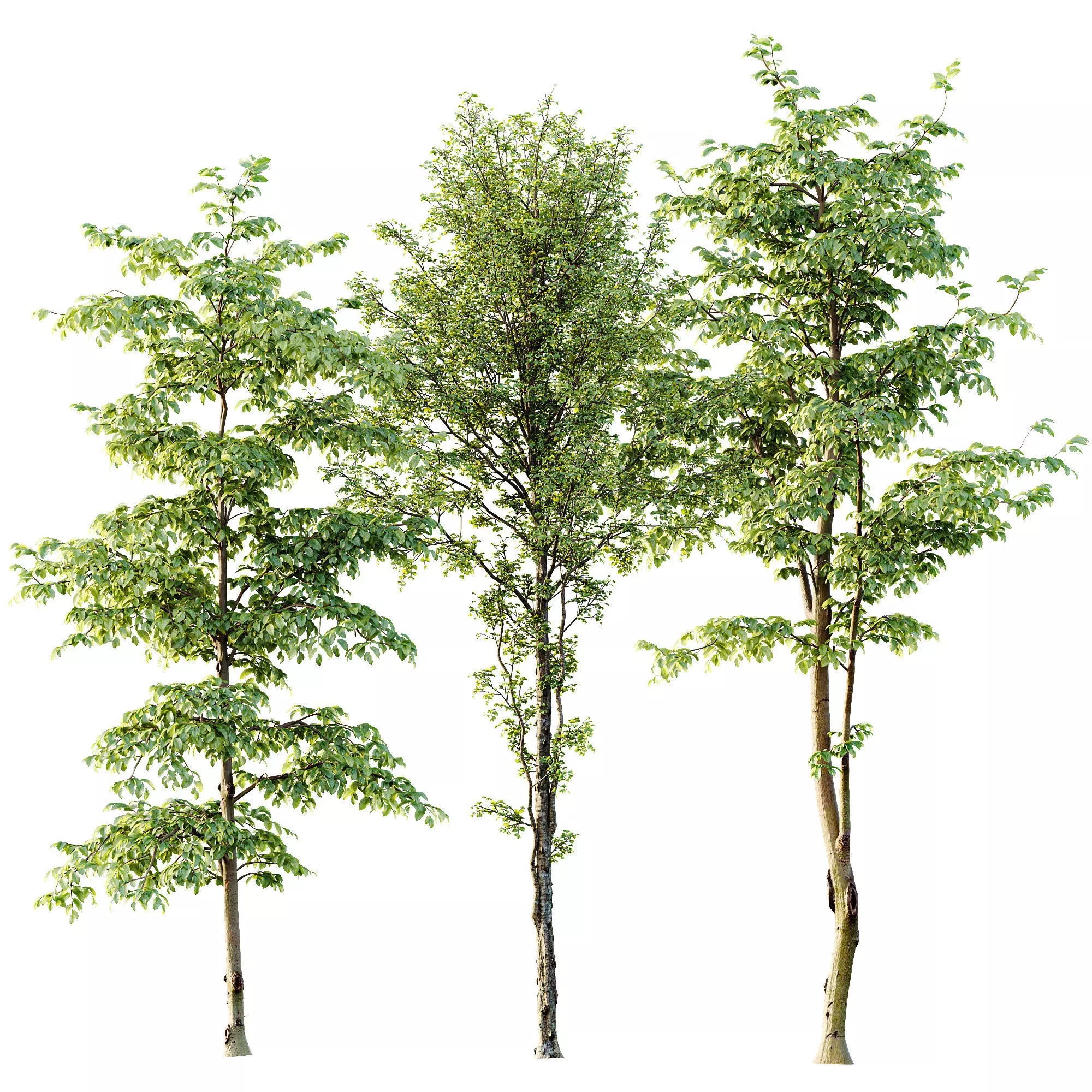 AV 30 unique tree sets with 100 different trees species 3D Model Collection_22