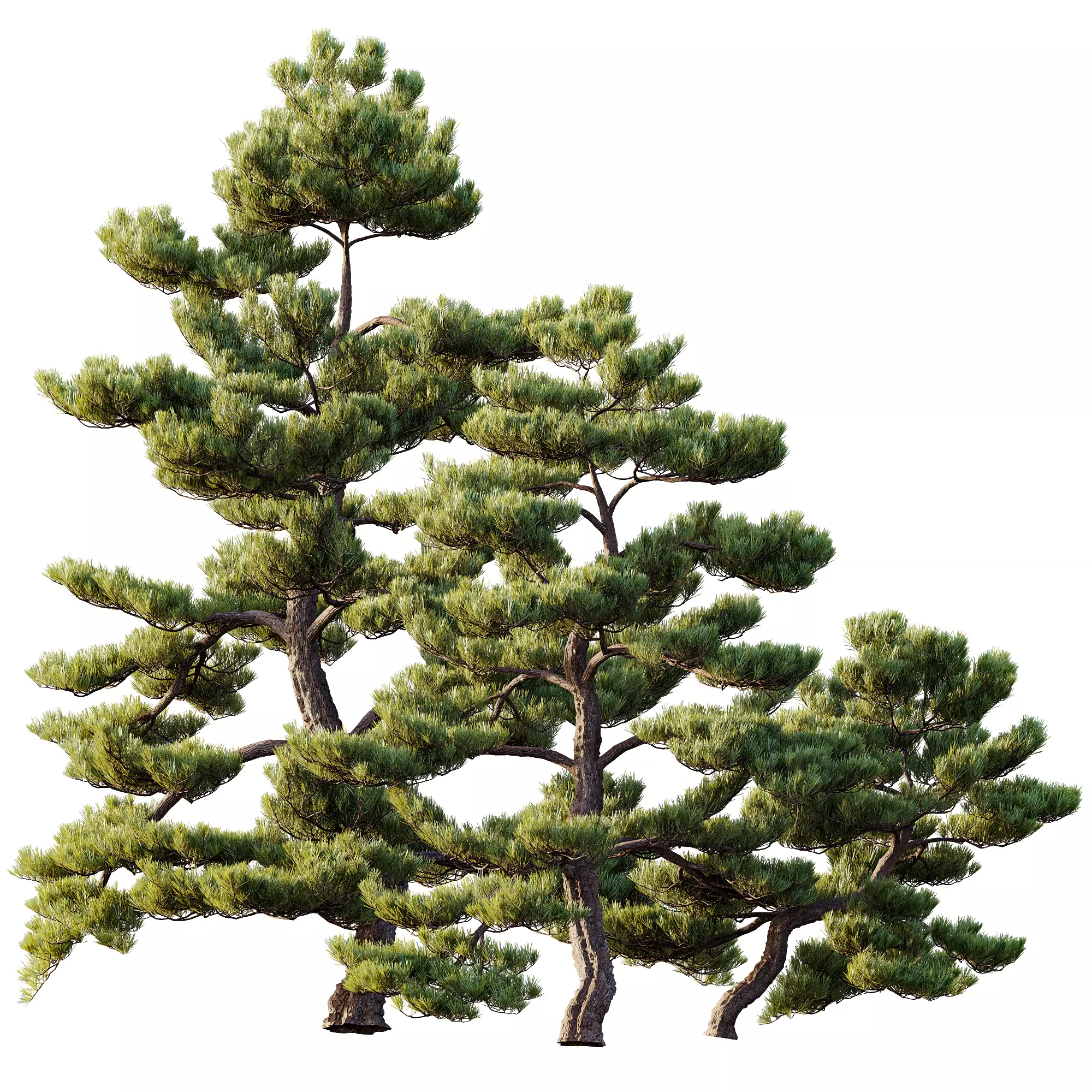 AV 30 unique tree sets with 100 different trees species 3D Model Collection_14