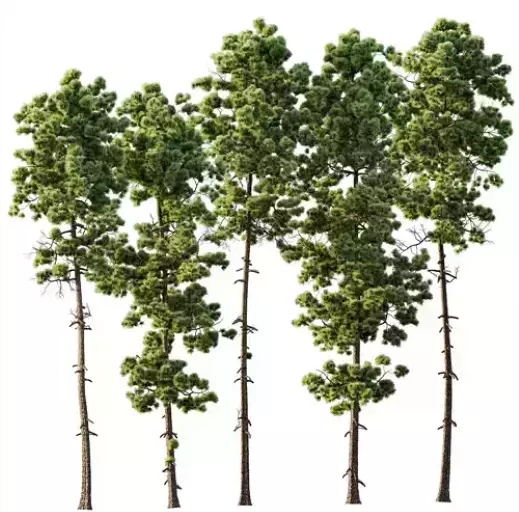 AV 30 unique tree sets with 100 different trees species 3D Model Collection_25