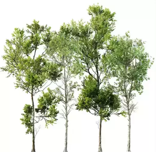 AV 30 unique tree sets with 100 different trees species 3D Model Collection_23