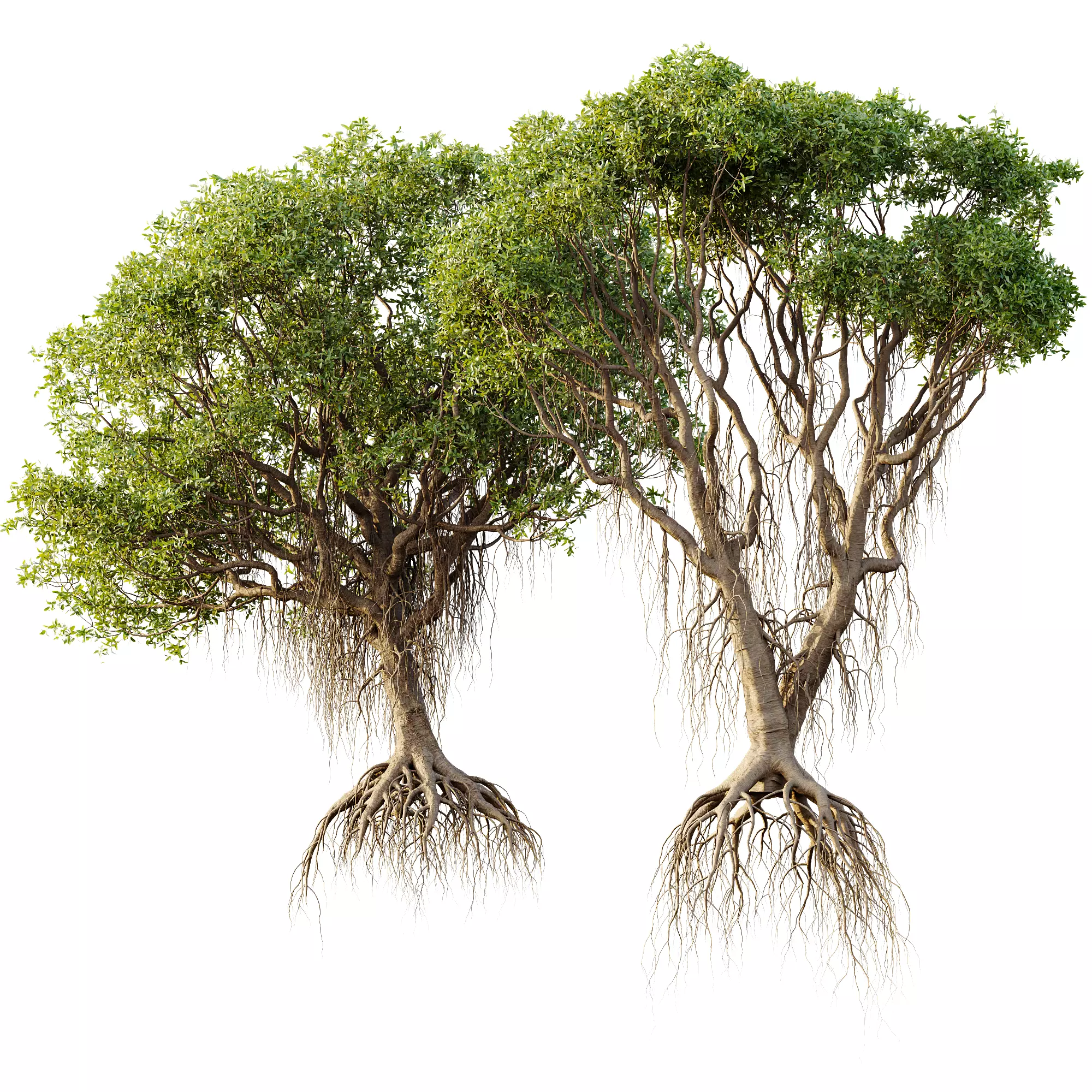 AV 30 unique tree sets with 100 different trees species 3D Model Collection_4
