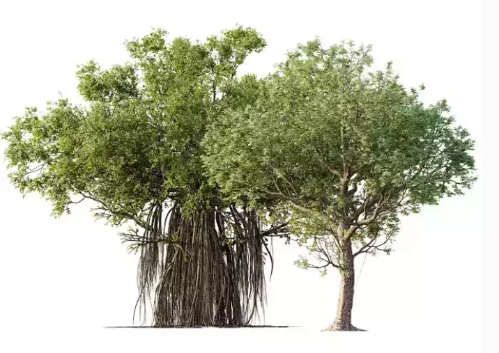 AV 30 unique tree sets with 100 different trees species 3D Model Collection_18