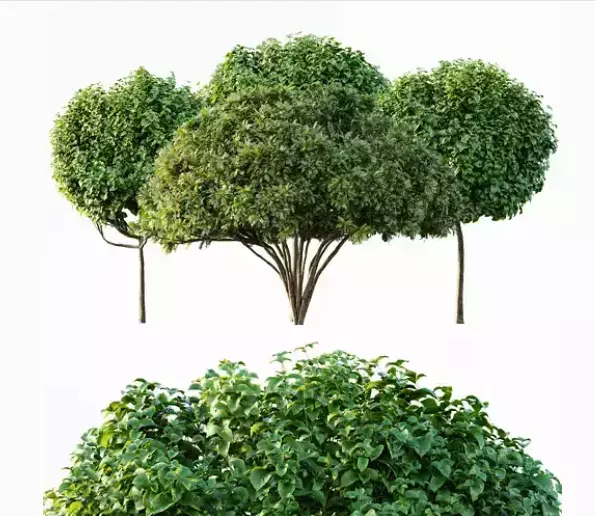 AV 30 unique tree sets with 100 different trees species 3D Model Collection_33