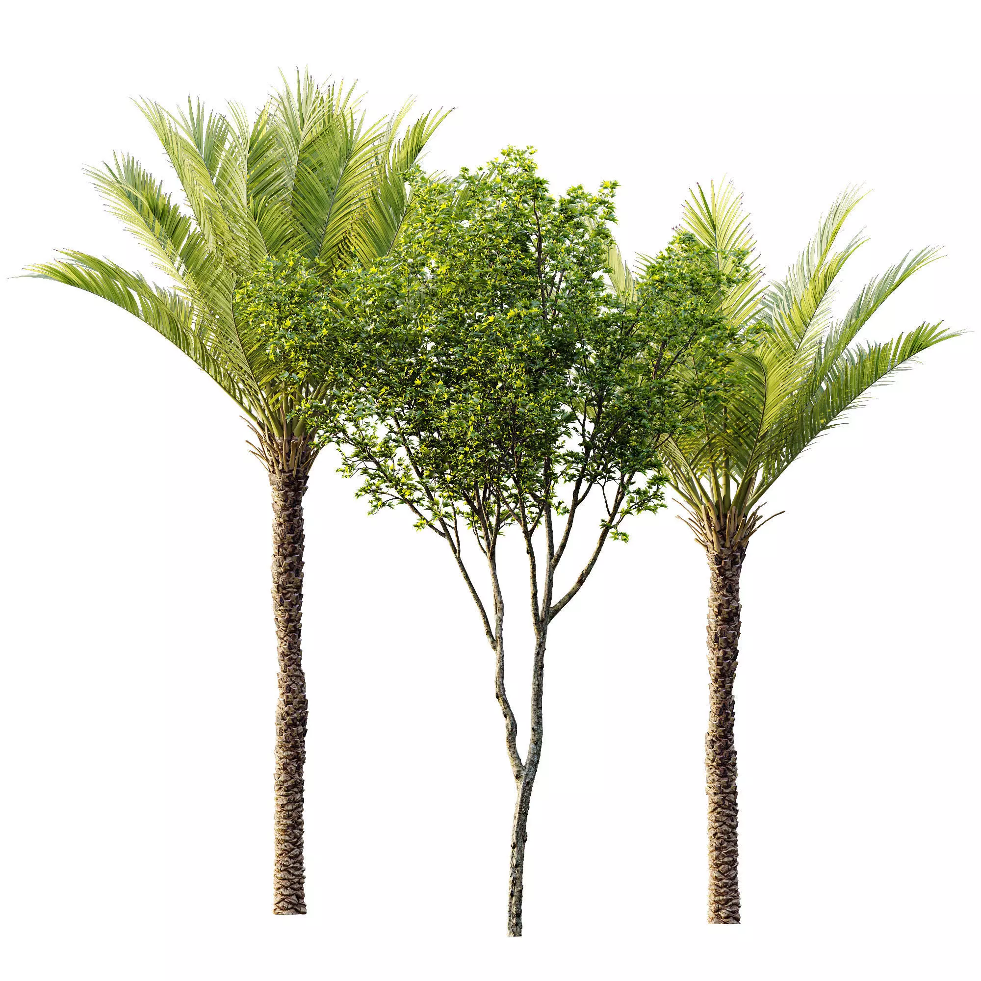 AV 30 unique tree sets with 100 different trees species 3D Model Collection_8