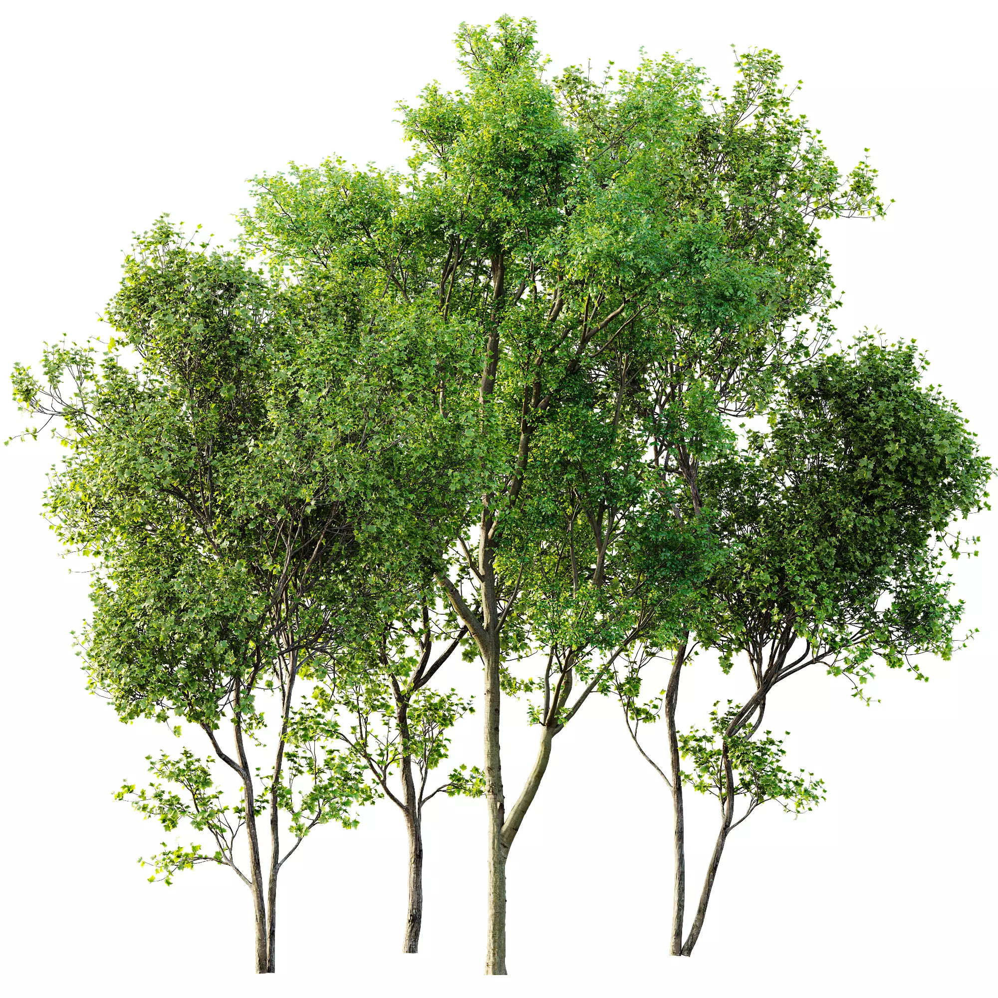 AV 30 unique tree sets with 100 different trees species 3D Model Collection_17