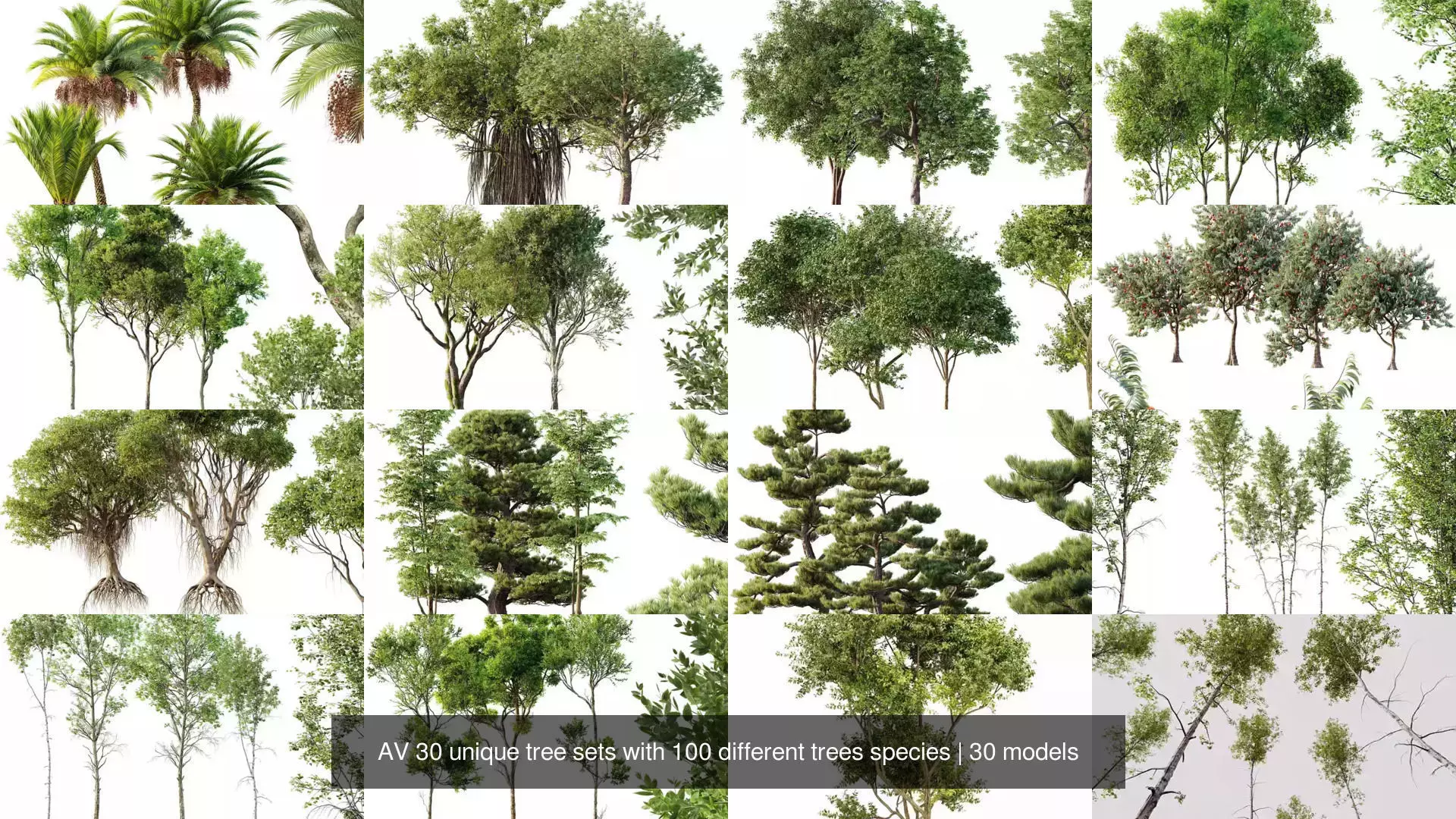 AV 30 unique tree sets with 100 different trees species 3D Model Collection_2