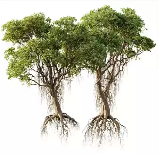 AV 30 unique tree sets with 100 different trees species 3D Model Collection_9