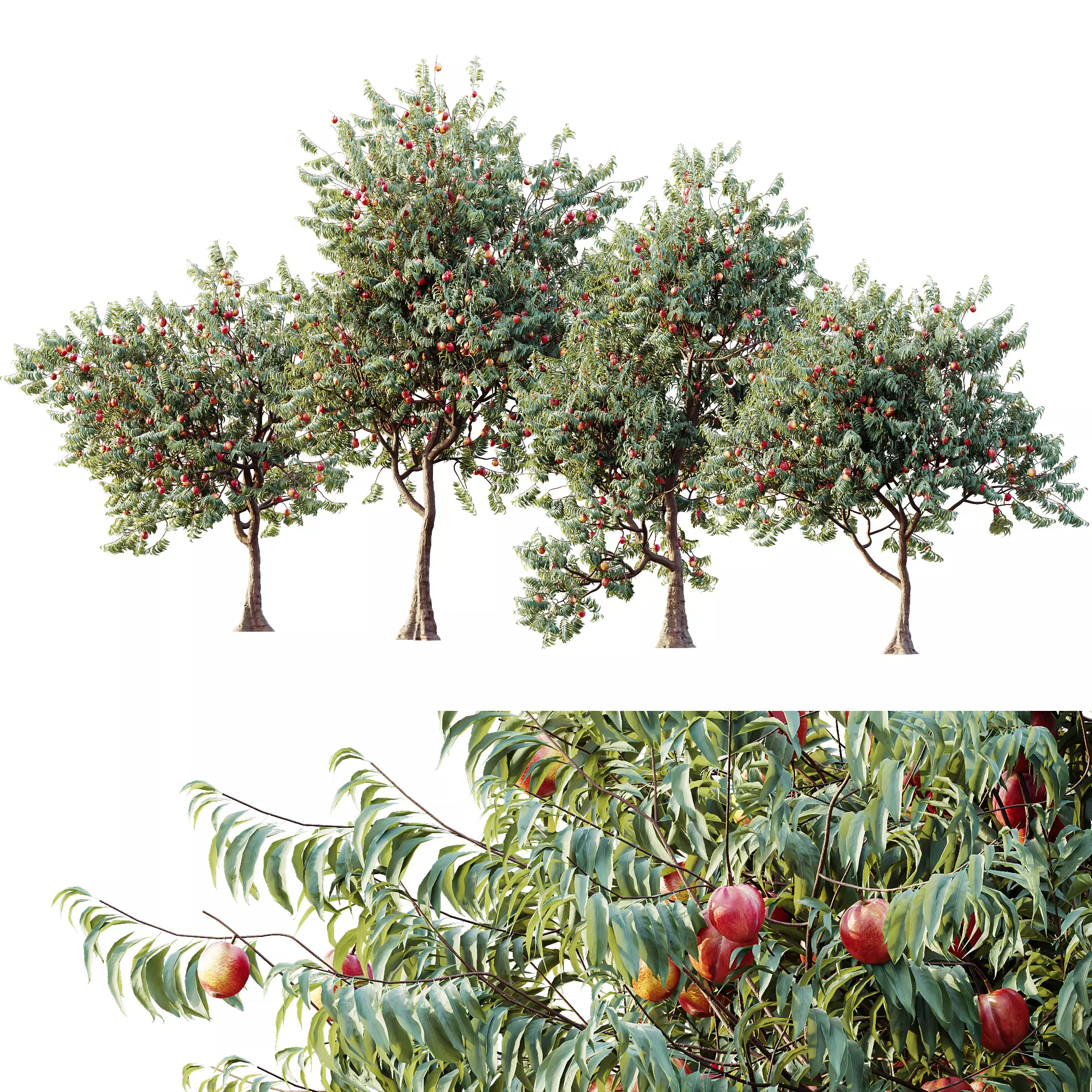 AV 30 unique tree sets with 100 different trees species 3D Model Collection_13