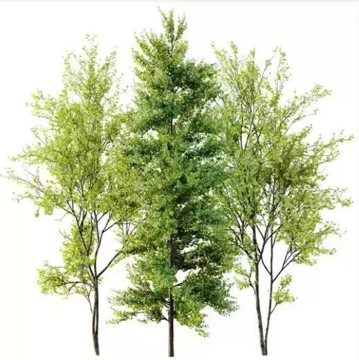 AV 30 unique tree sets with 100 different trees species 3D Model Collection_12