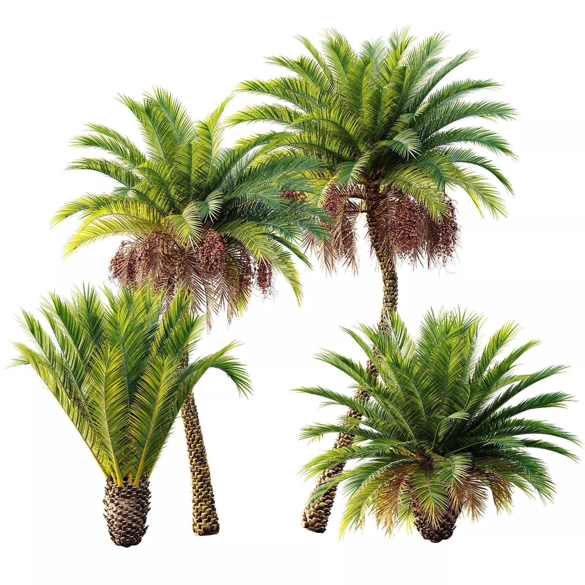 AV 30 unique tree sets with 100 different trees species 3D Model Collection_20