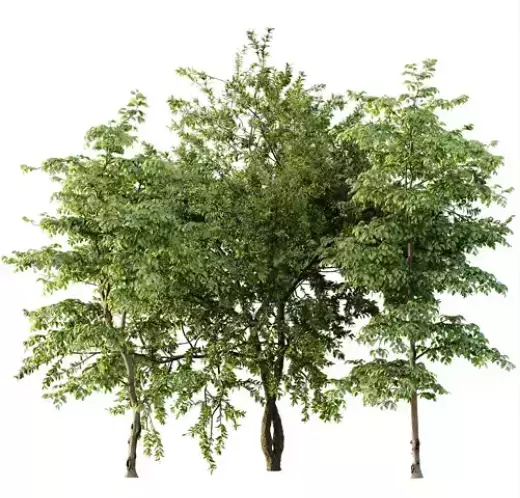 AV 30 unique tree sets with 100 different trees species 3D Model Collection_26