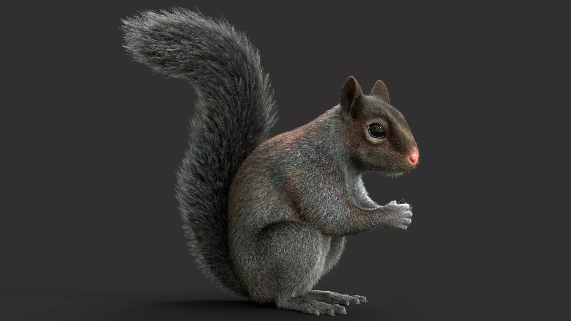 Gray Squirrel Xgen 3D model_0