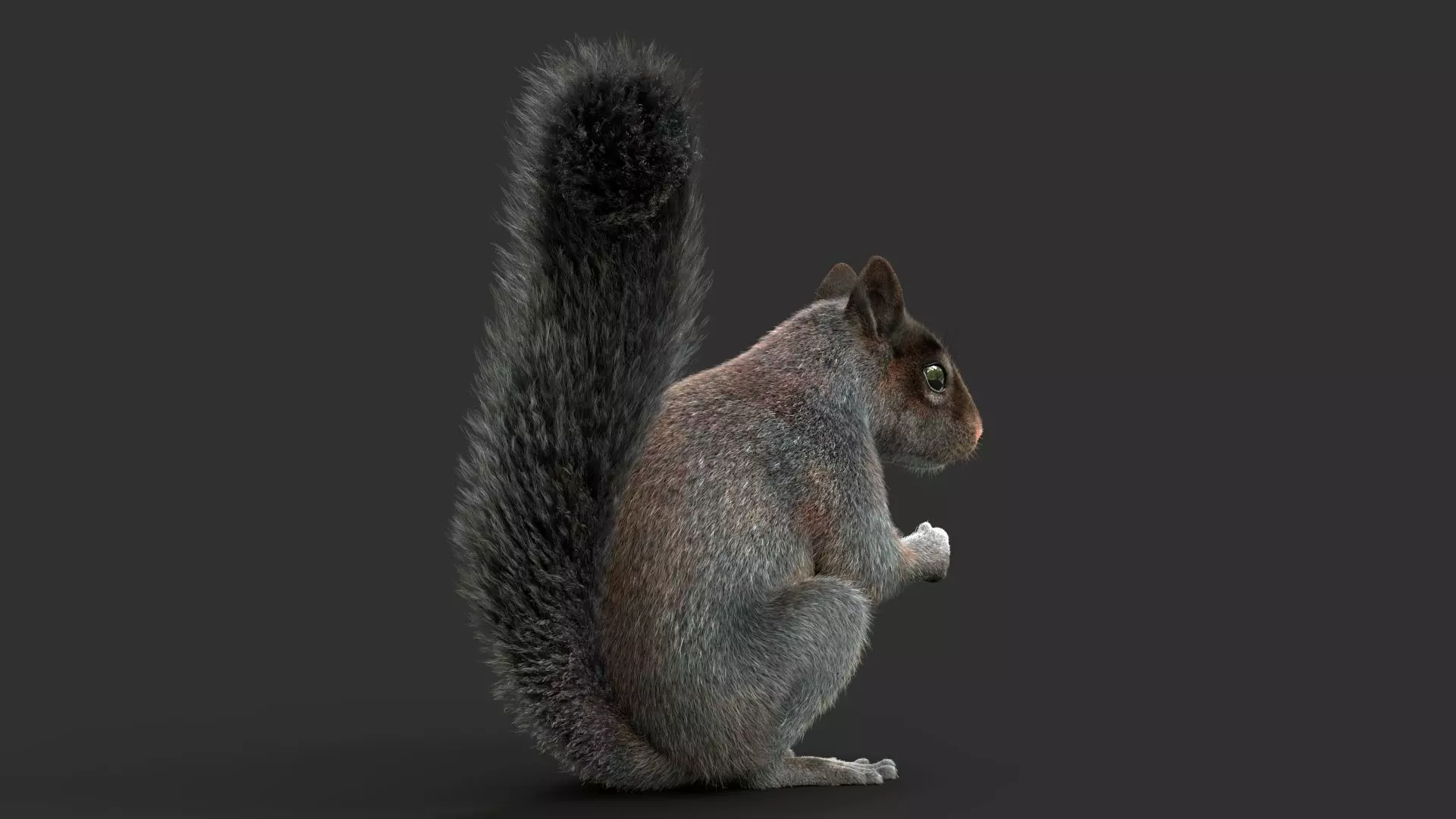 Gray Squirrel Xgen 3D model_7