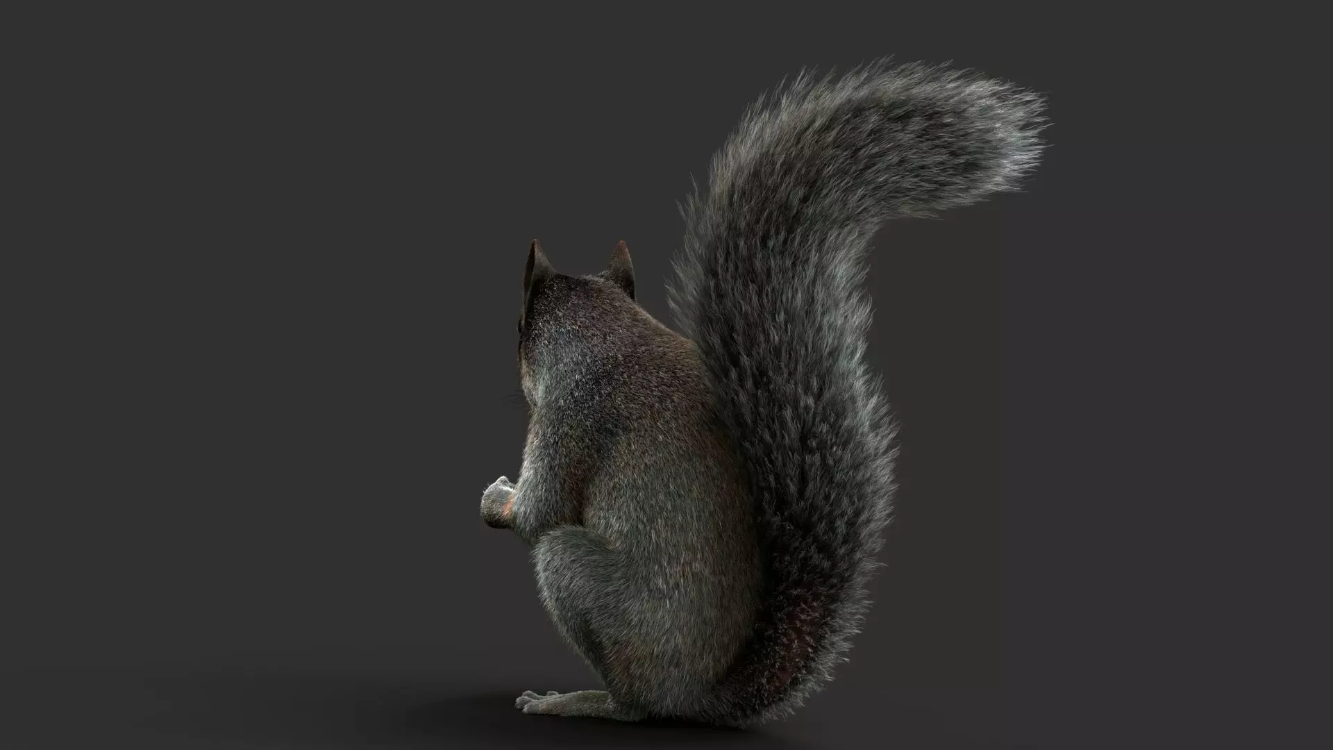 Gray Squirrel Xgen 3D model_5