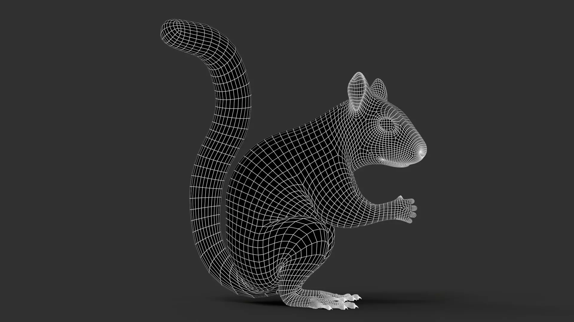 Gray Squirrel Xgen 3D model_11