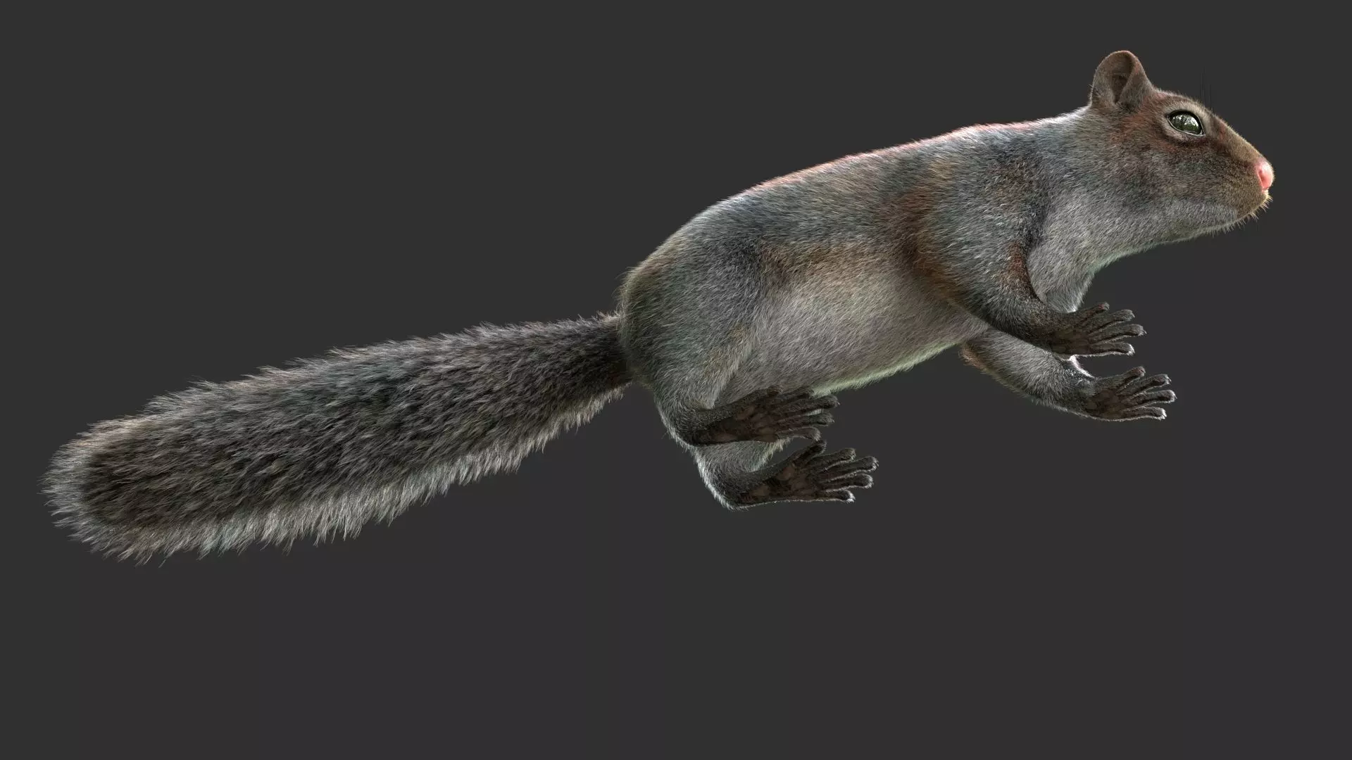 Gray Squirrel Xgen 3D model_10