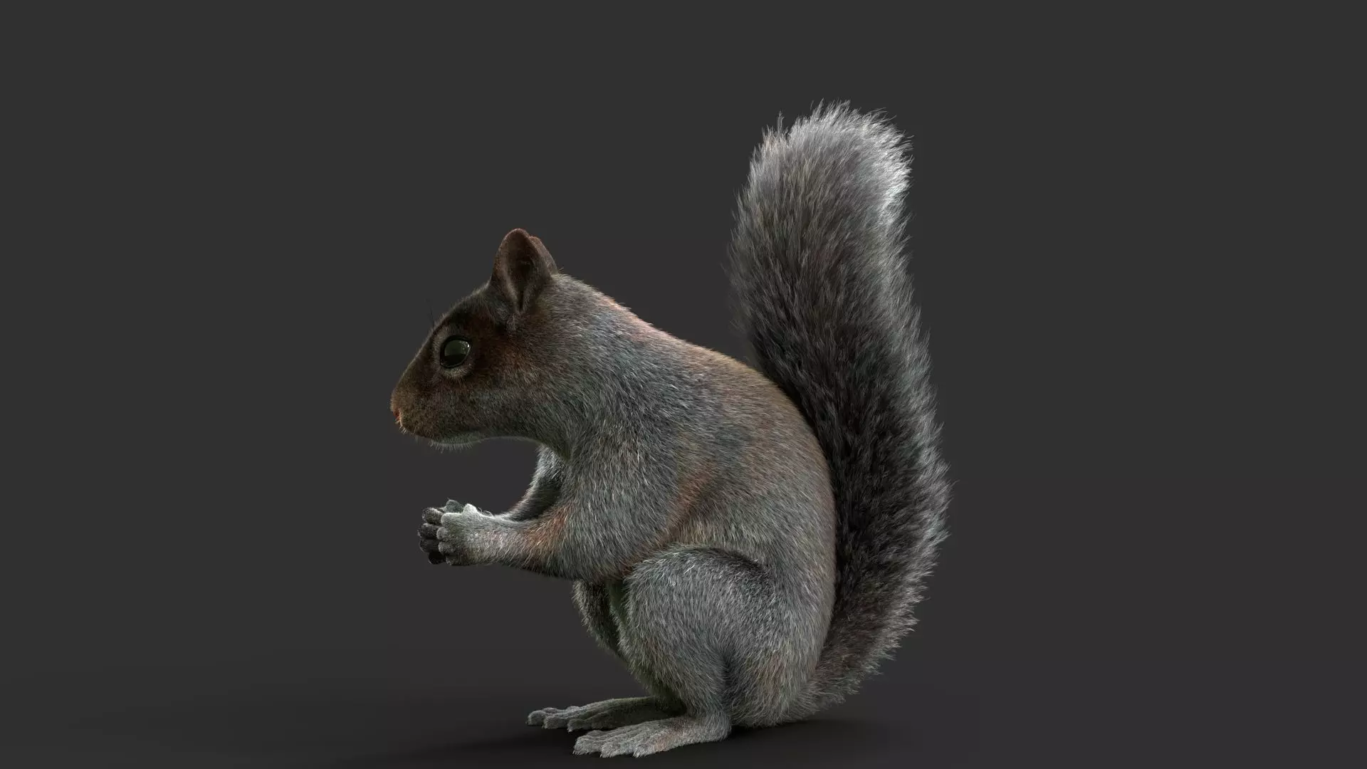 Gray Squirrel Xgen 3D model_4