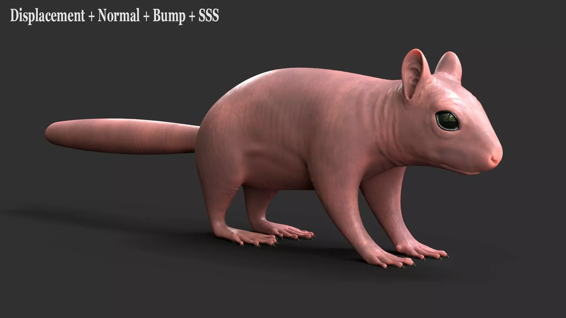 Gray Squirrel Xgen 3D model_15