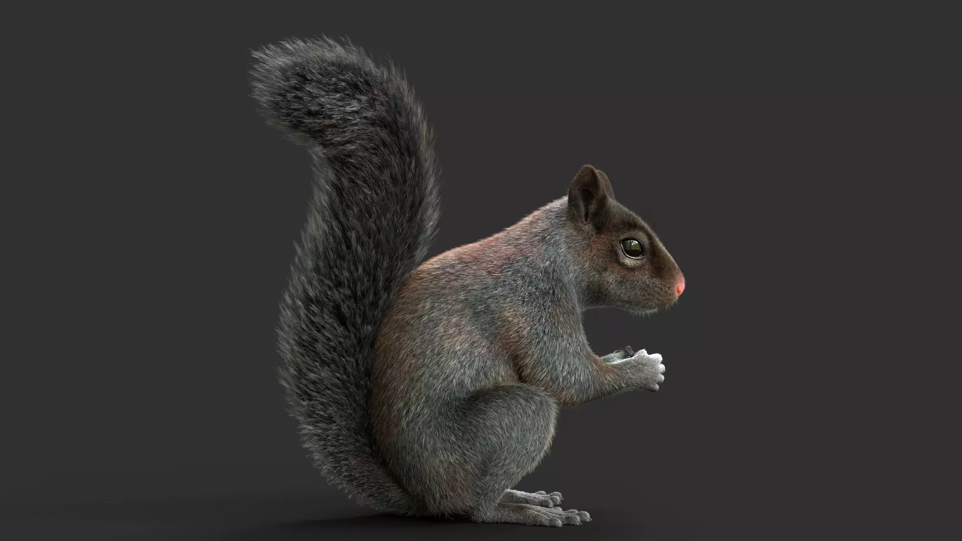 Gray Squirrel Xgen 3D model_8